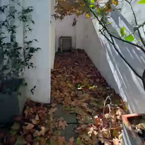 leaves removed in constantia