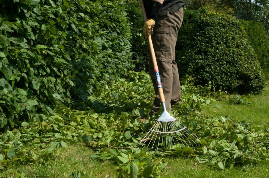 Gardener raking hedge trimmings on a lawn in Cape Town