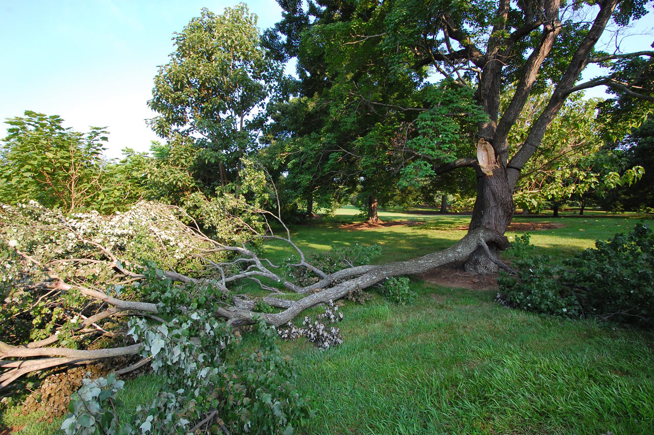 Large fallen tree branch on a lawn after storm damage, Cape Town